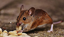 24 Hour & Emergency Exterminators in Council Bluffs, IA